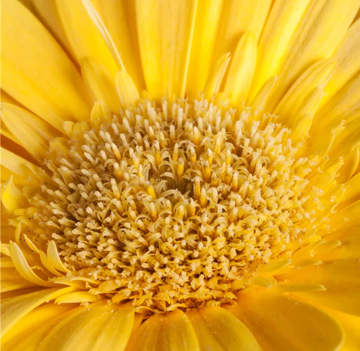 Gerbera
