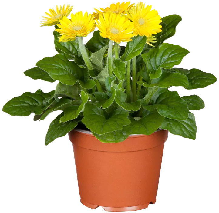 Gerbera
