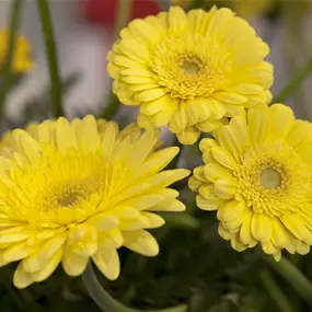 Gerbera, gelb