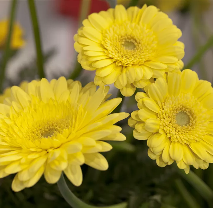 Gerbera