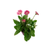 bellaflora Gartencenter GmbH