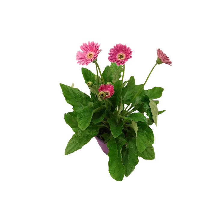 Gerbera 'Garvinea®'