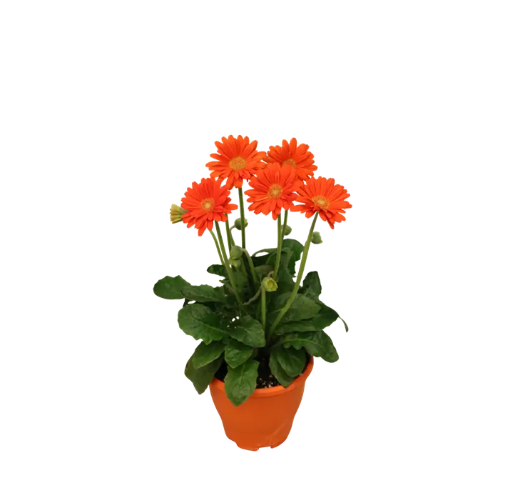 Gerbera 'Garvinea®'