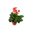 bellaflora Gartencenter GmbH