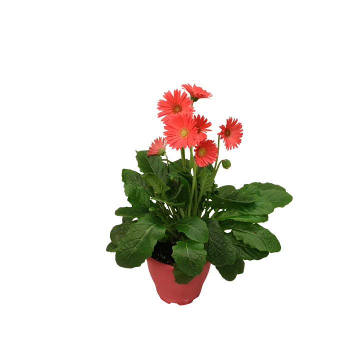Gerbera 'Garvinea®'