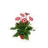 bellaflora Gartencenter GmbH