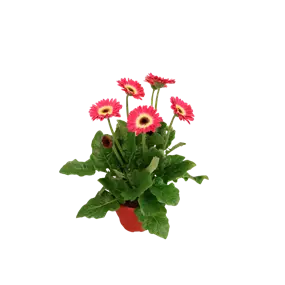 Gerbera Garvinea