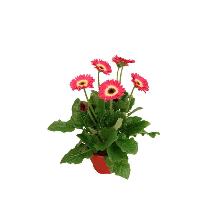Gerbera 'Garvinea®'