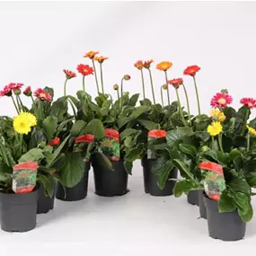 Gerbera Garvinea Cheeky