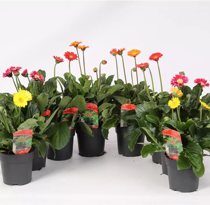 Gerbera 'Garvinea® Cheeky'