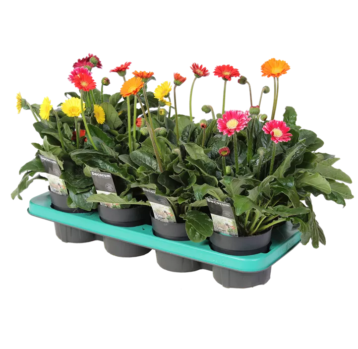Gerbera 'Garvinea® Cheeky'