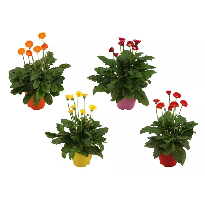 Gerbera 'Garvinea® Cheeky'