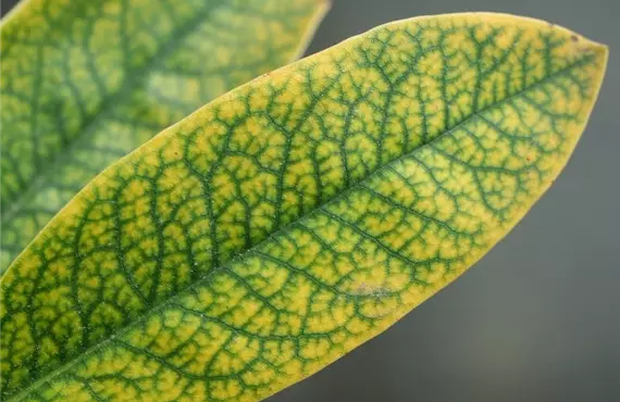Eisenmangelchlorose bei Rhododendron