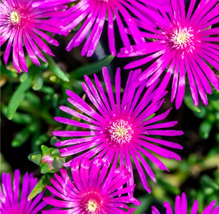 Coopers Mittagsblume 'Desert Dancers Purple'