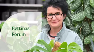 Bettinas Forum Ad.png