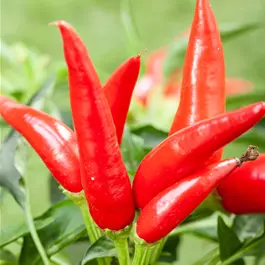 Capsicum annuum 'Pick-&-Joy® Mild Chili Pepper'