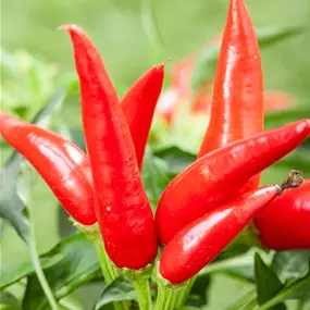 Capsicum annuum 'Pick-&-Joy® Mild Chili Pepper'