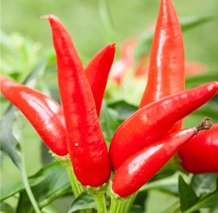 Chili-Schoten 'Pick-&-Joy® Mild Chili Pepper'