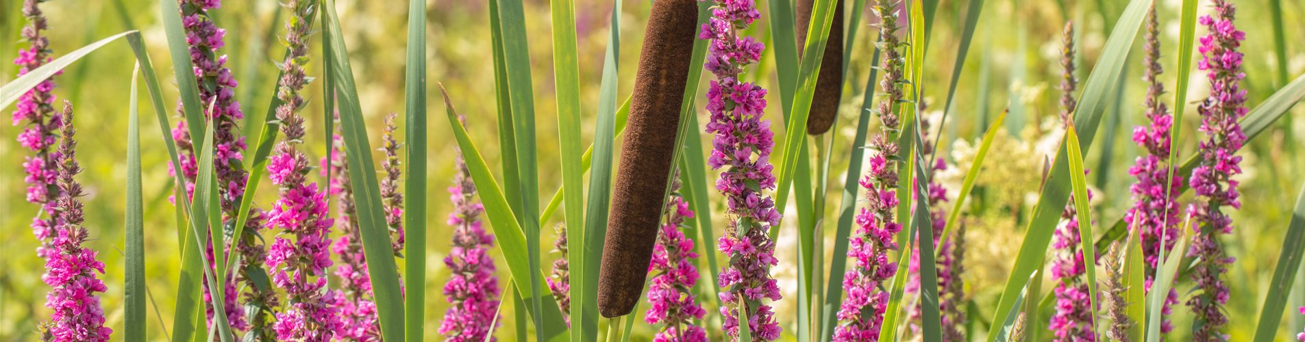 Lythrum salicaria und Typha
