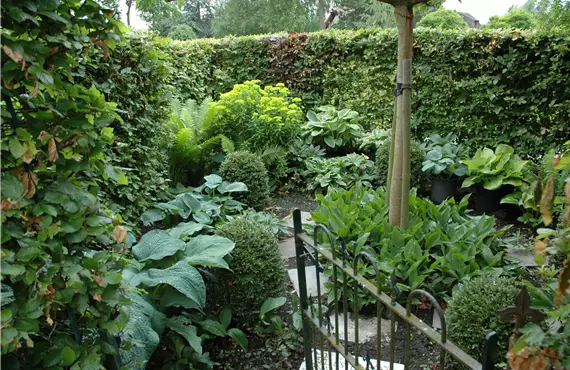 Schattengarten mit Hosta