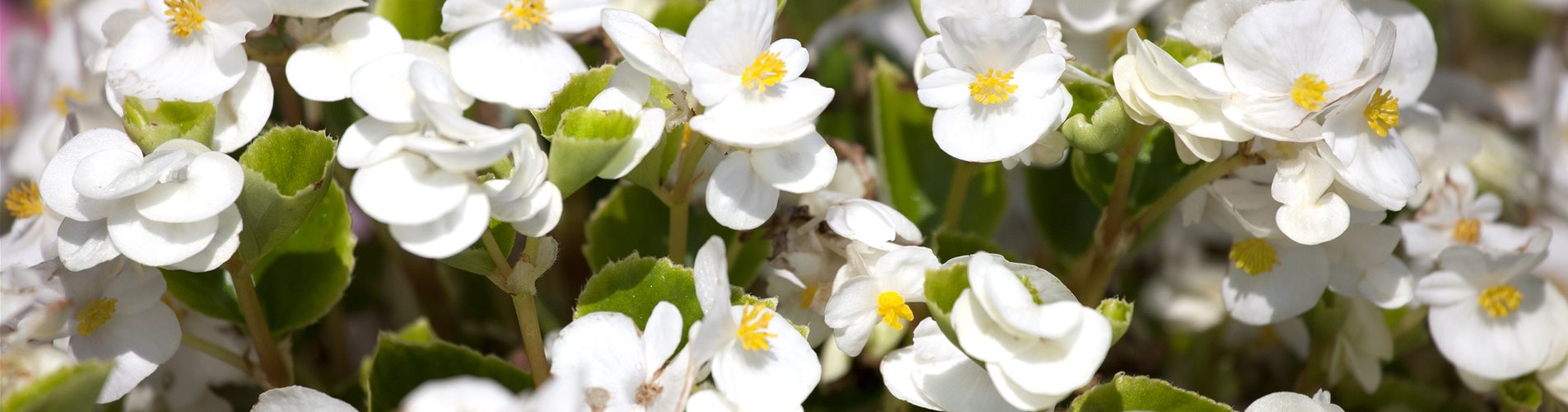 Begonia semperflorens
