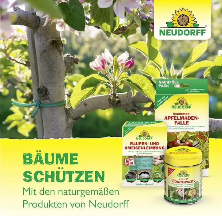Aurum Insektenleim