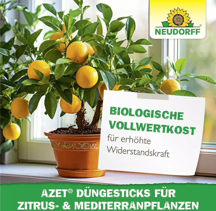 Azet Düngesticks für Zitrus- und Mediterranpflanzen