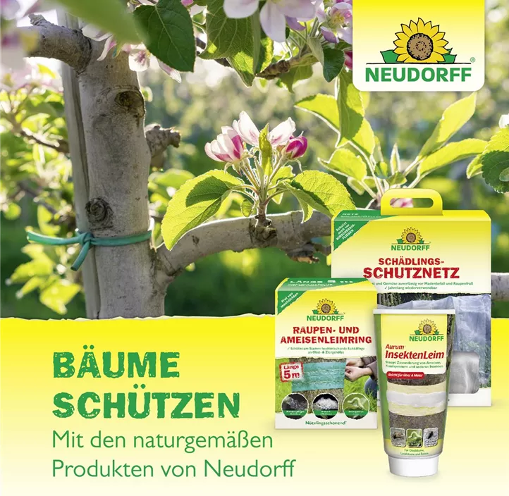 Baumanstrich