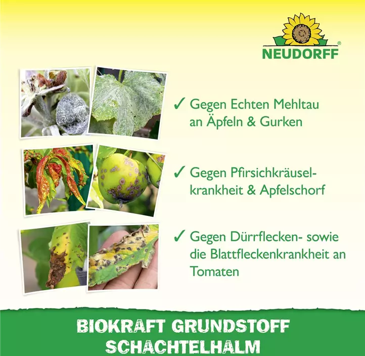BioKraft Grundstoff Schachtelhalm anwendungsfertig