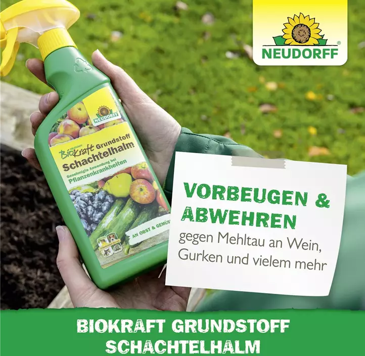 BioKraft Grundstoff Schachtelhalm anwendungsfertig