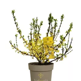 Forsythia Forbeesia