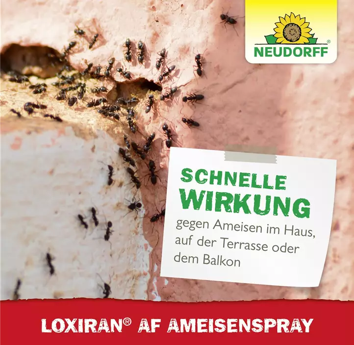 Loxiran AF Ameisenspray
