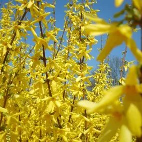 Forsythia intermedia Weekend (Lieferartikel)