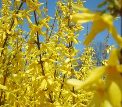 Forsythia intermedia Weekend (Lieferartikel)