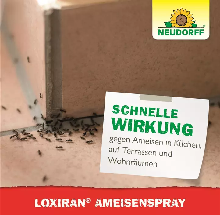 Loxiran Ameisen Spray