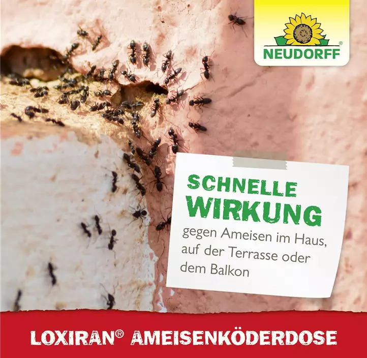 Loxiran Ameisenköderdose