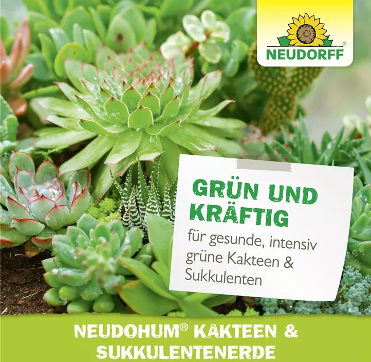 NeudoHum Kakteen- & SukkulentenErde