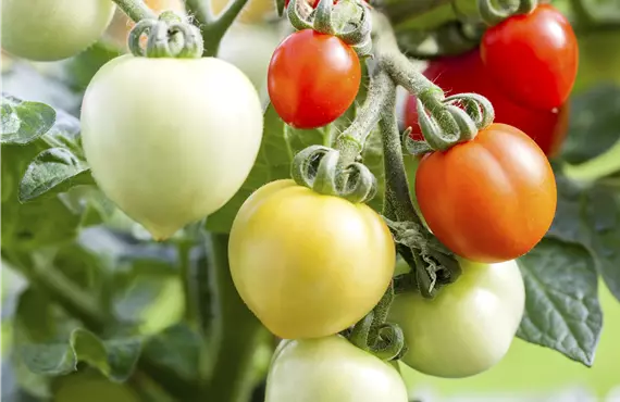 Snacktomate