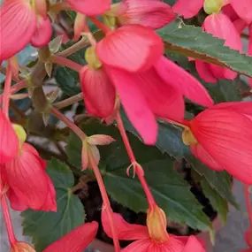 Begonia tuberosa 'Wasserfall'