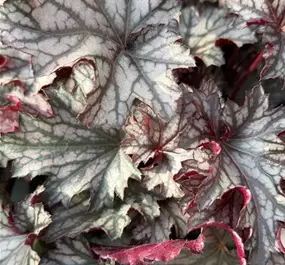 Heuchera Hybriden 'Blackberry Jam'