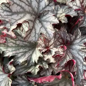 Heuchera Hybriden 'Blackberry Jam'