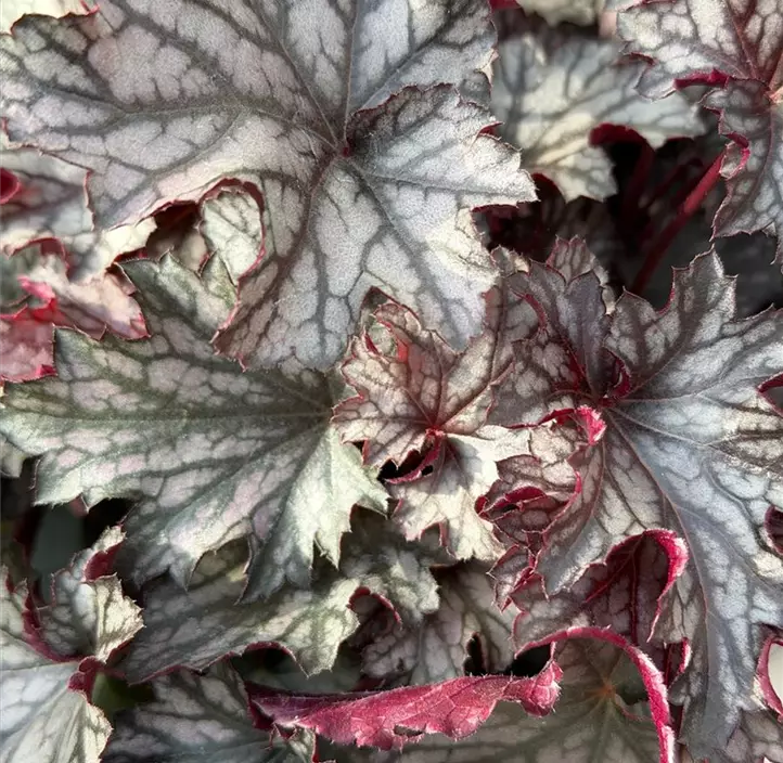 Purpurglöckchen 'Blackberry Jam'