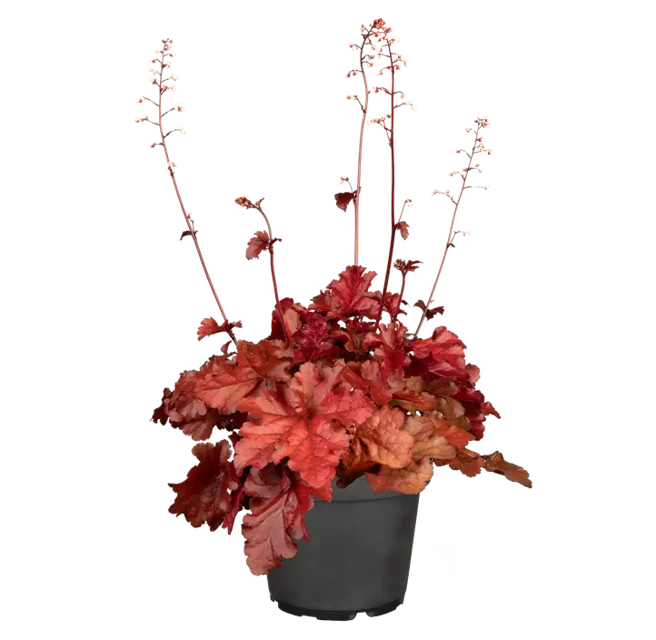 Purpurglöckchen 'Forever® Red'