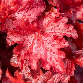 Heuchera Hybriden 'Forever Red'