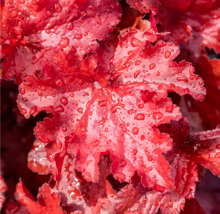 Purpurglöckchen 'Forever® Red'
