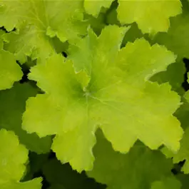 Heuchera Hybriden 'Lime Marmalade'
