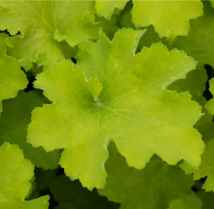 Purpurglöckchen 'Lime Marmalade'