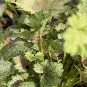 Heuchera 'Snowy Panky'