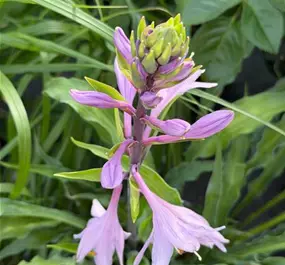 Hosta grass 'Silly String'