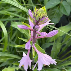 Hosta grass 'Silly String'
